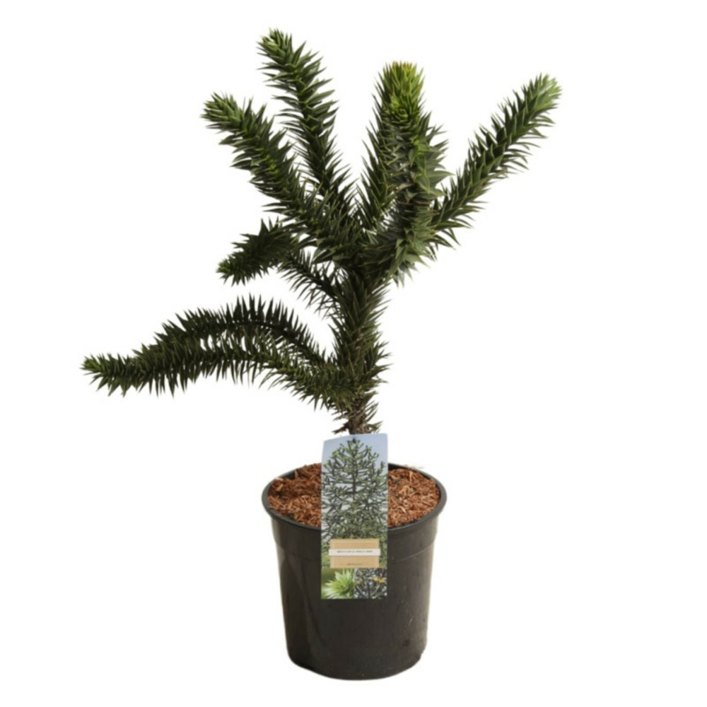 Araucaria araucana désespoir des singes pot 7,5l 40/50cm