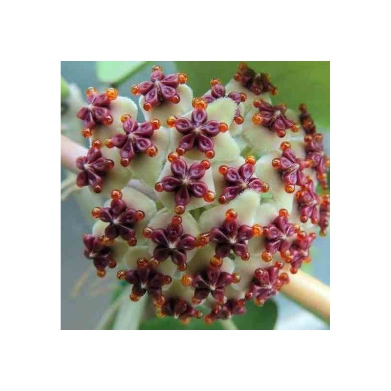 Hoya kerrii feuille en forme de coeur (fleur de porcelaine, fleur de cire) taille pot de 2 litres - 20/40 cm -