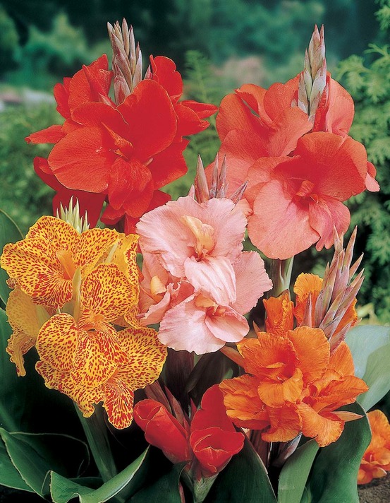 Offre speciale cannas - 3 bulbes