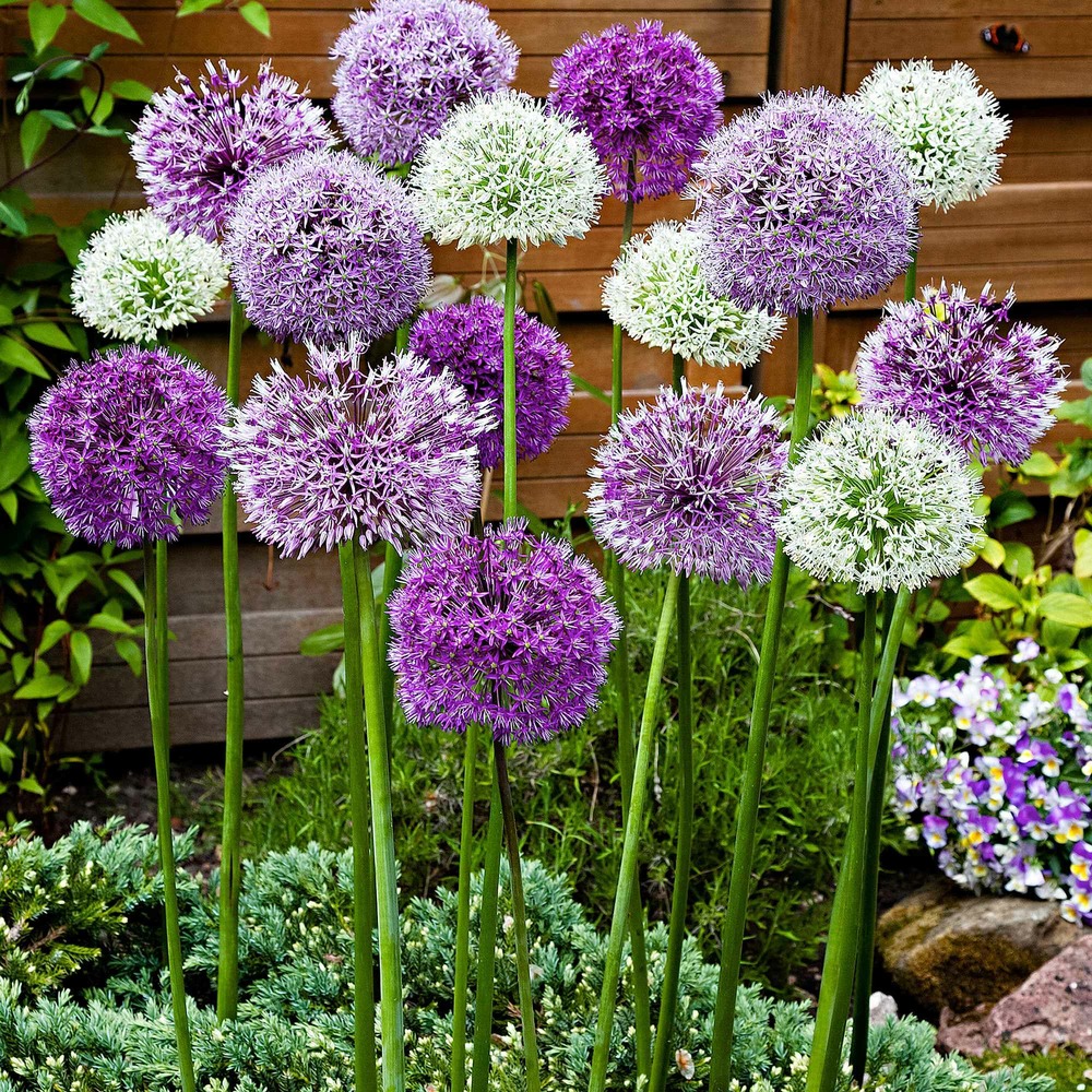10 alliums d'ornements en mélange - le sachet de 10 bulbes / circonférence 12cm+, vendu par lot de 2