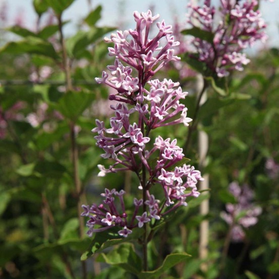 Lilas de chine 'josée' pot de 3l/4l