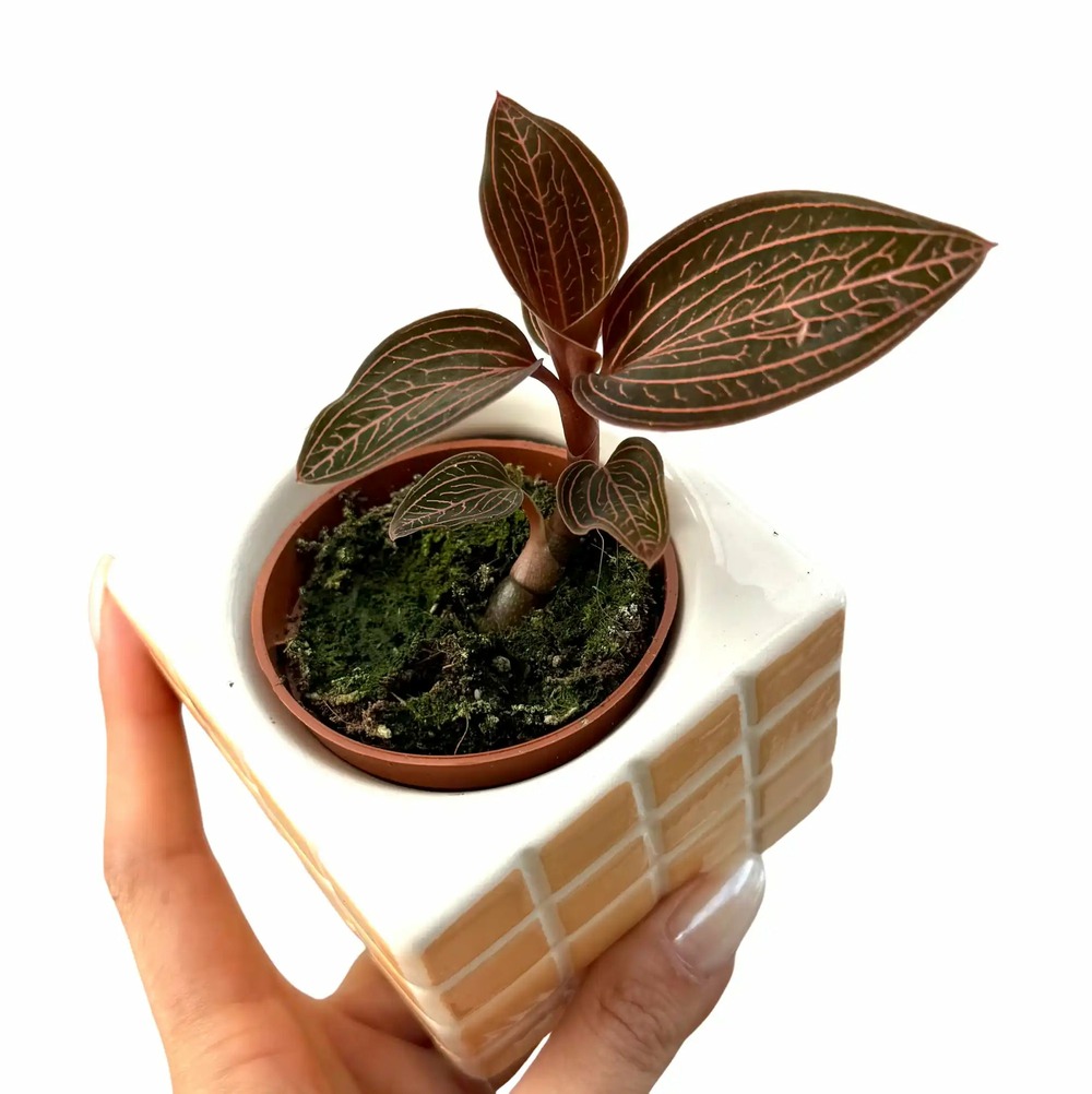 Anoectochilus roxburghii x ludisia discolor - spiderman - pot de 6cm