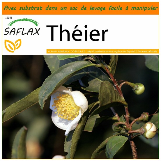 Garden in the bag - théier - 6 graines - camellia sinensis