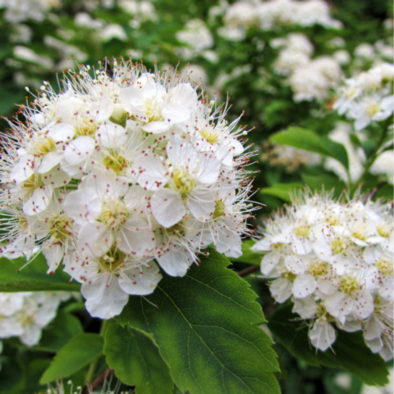Spirée nipponica snowmound - spiraea nipponica snowmound 30 cm pot 3l