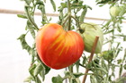 Plant de tomate cœur de bœuf ab bio pot 0,5 l