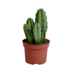 Cactus polaskia chula - h27cm, ø12cm - plante d'intérieur cactus