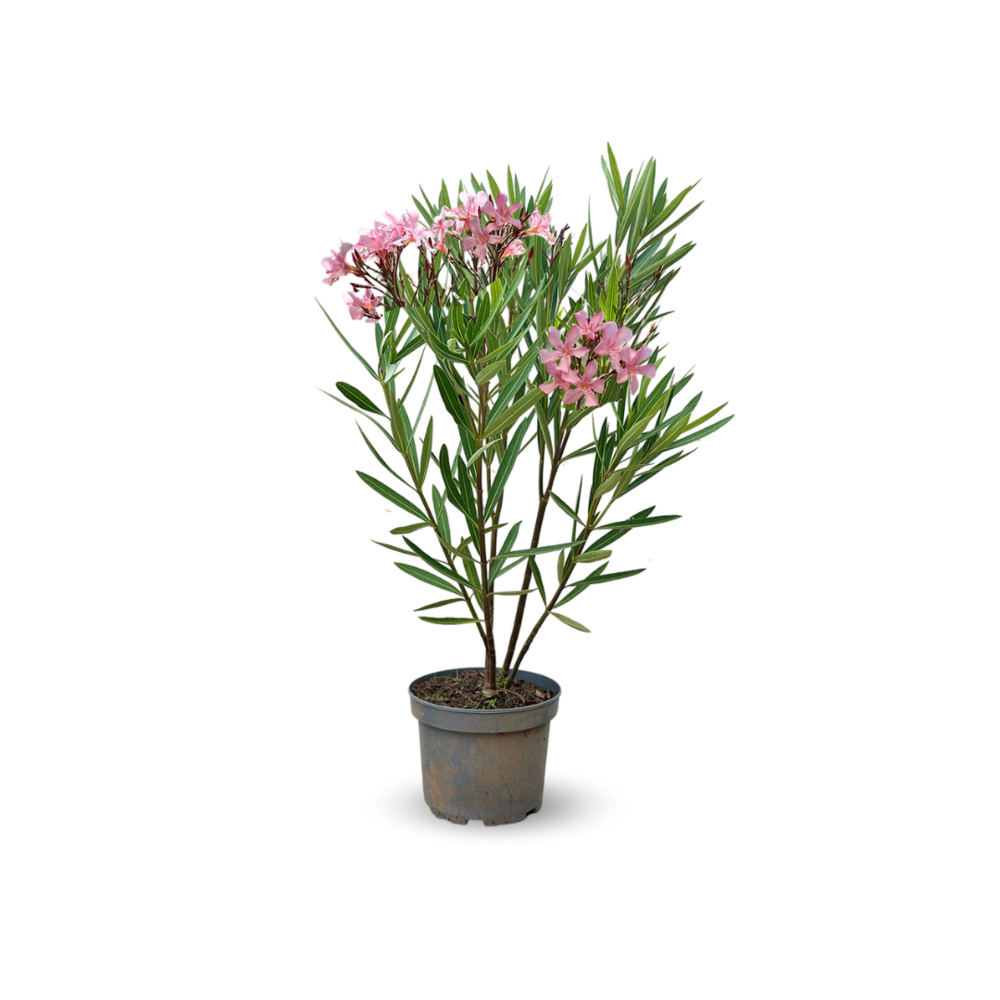 Laurier rose nain - nerium oleander nana - ↕ 70-80 cm - ⌀ 19 cm - plante d'extérieur - fleur rose