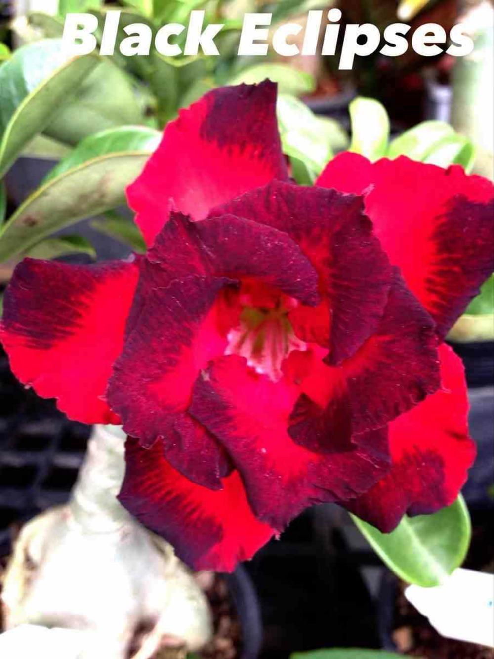 Adenium obesum cv.éclipses noires caudex d'environ 2000g 25/30cm très gros caudex