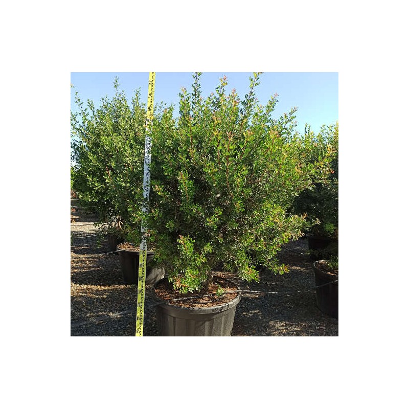 Pistacia lentiscus (pistachier lentisque, arbre à mastic)   vert - taille pot de 8 litres ? 60/80 cm