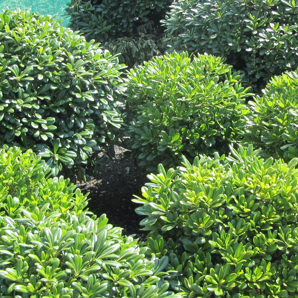 Pittosporum tobira 'nana' pot de 2l/3l