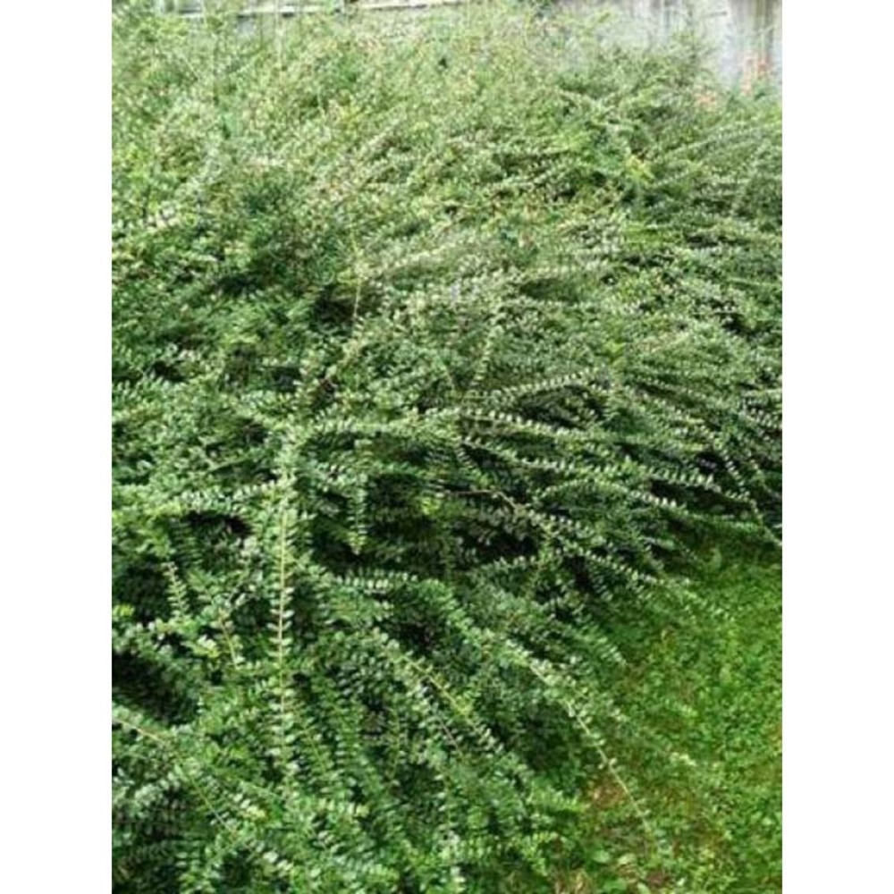 Chèvrefeuille à feuilles de buis 'ernest wilson' pot de 1l/1,5l