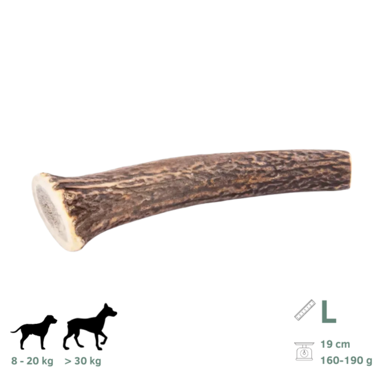 Bois de cerf pour chien l 160-190g