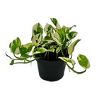 Epipremnum aureum "n'joy" - efeutute - petites feuilles panachées de blanc - pot 12cm