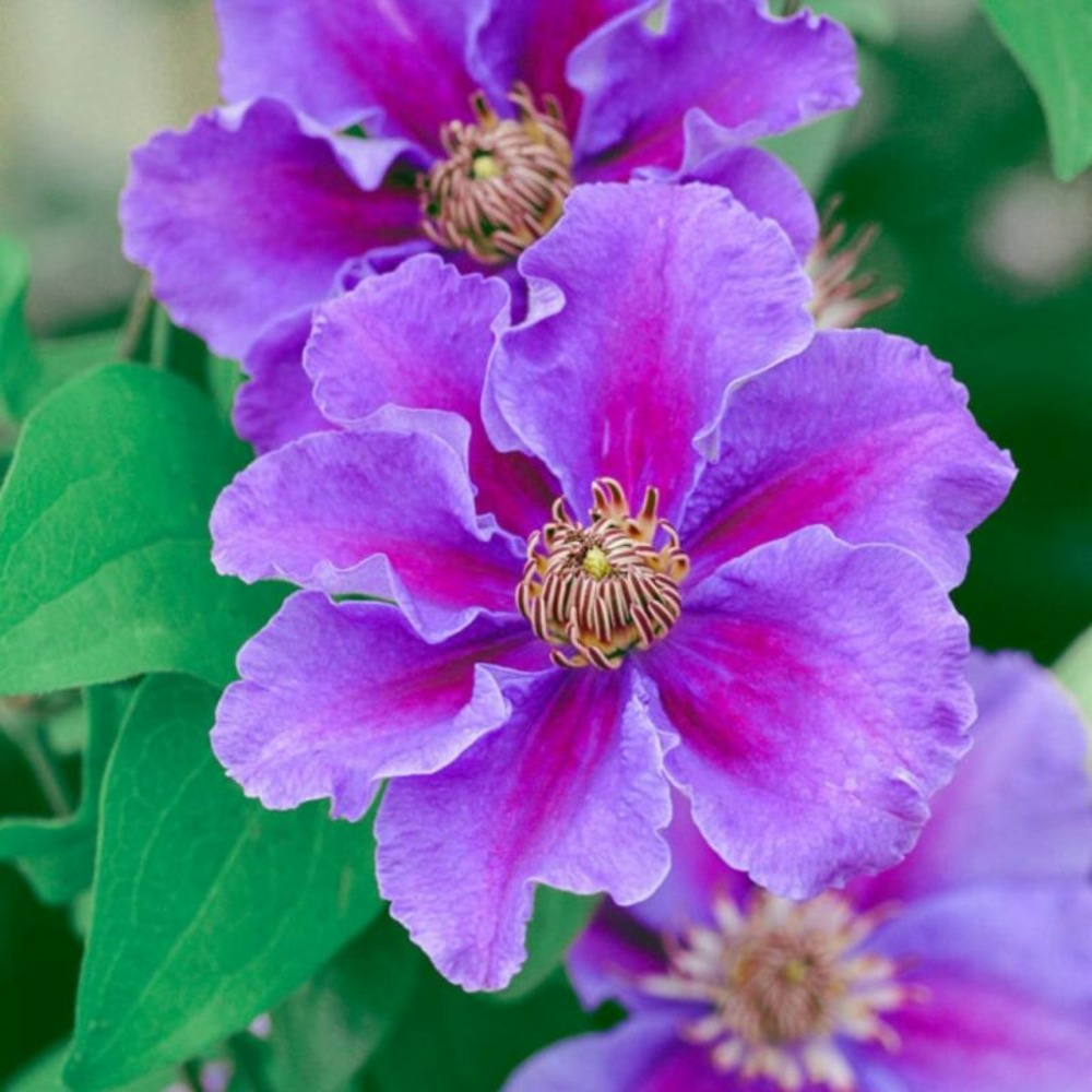 Clematite - clematis ashva 70cm