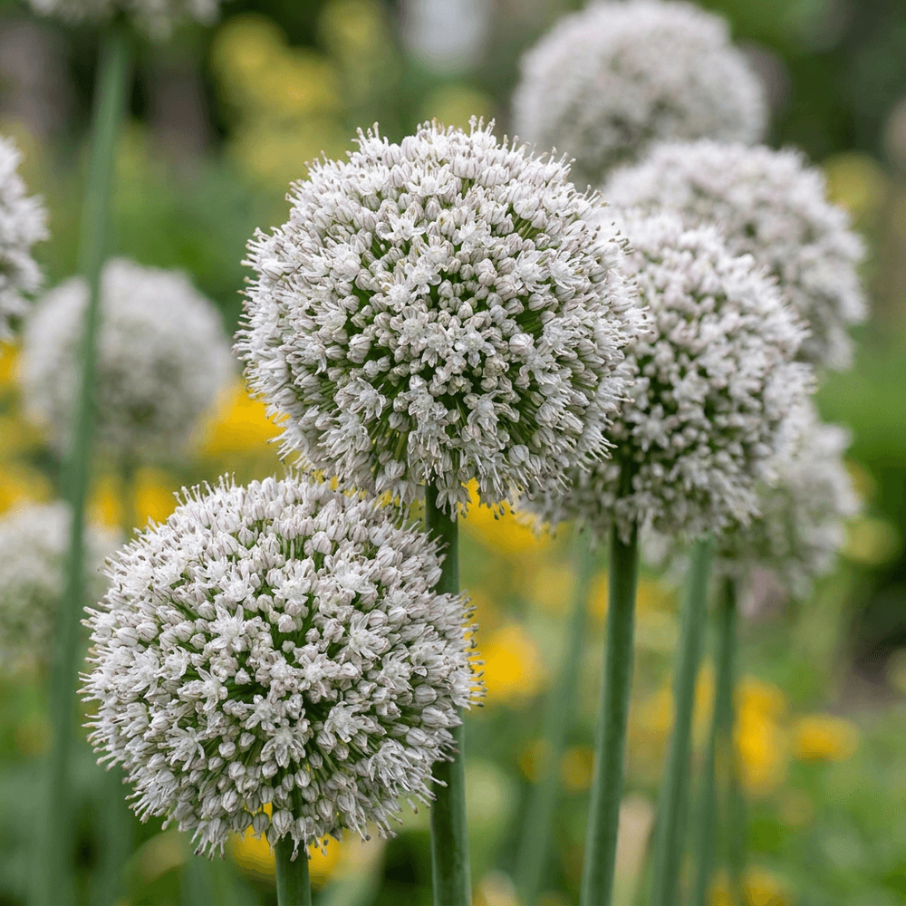 Ail d'ornement 'ping pong' (allium) - floraison estivale - calibre 6/7 - 40 bulbes