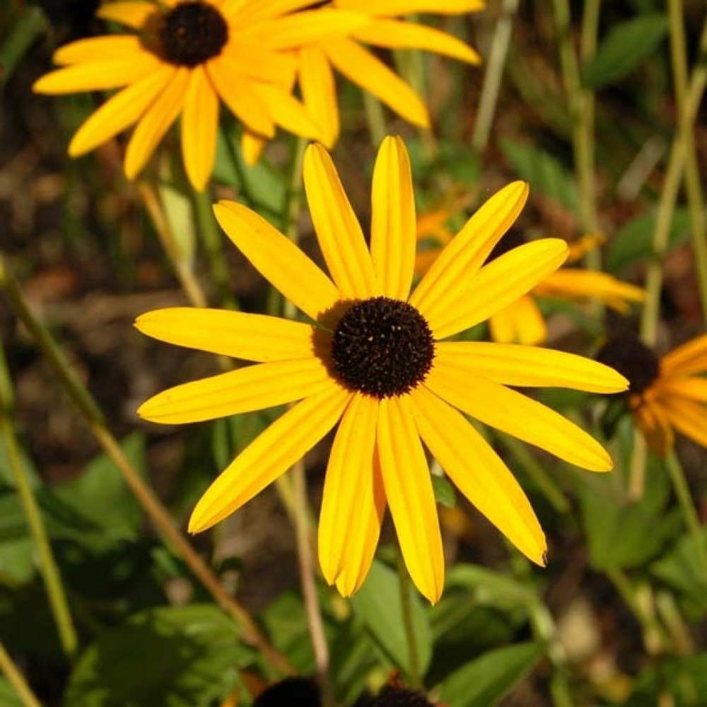 Rudbeckia fulgida 'goldsturm' godet de 8/9 cm