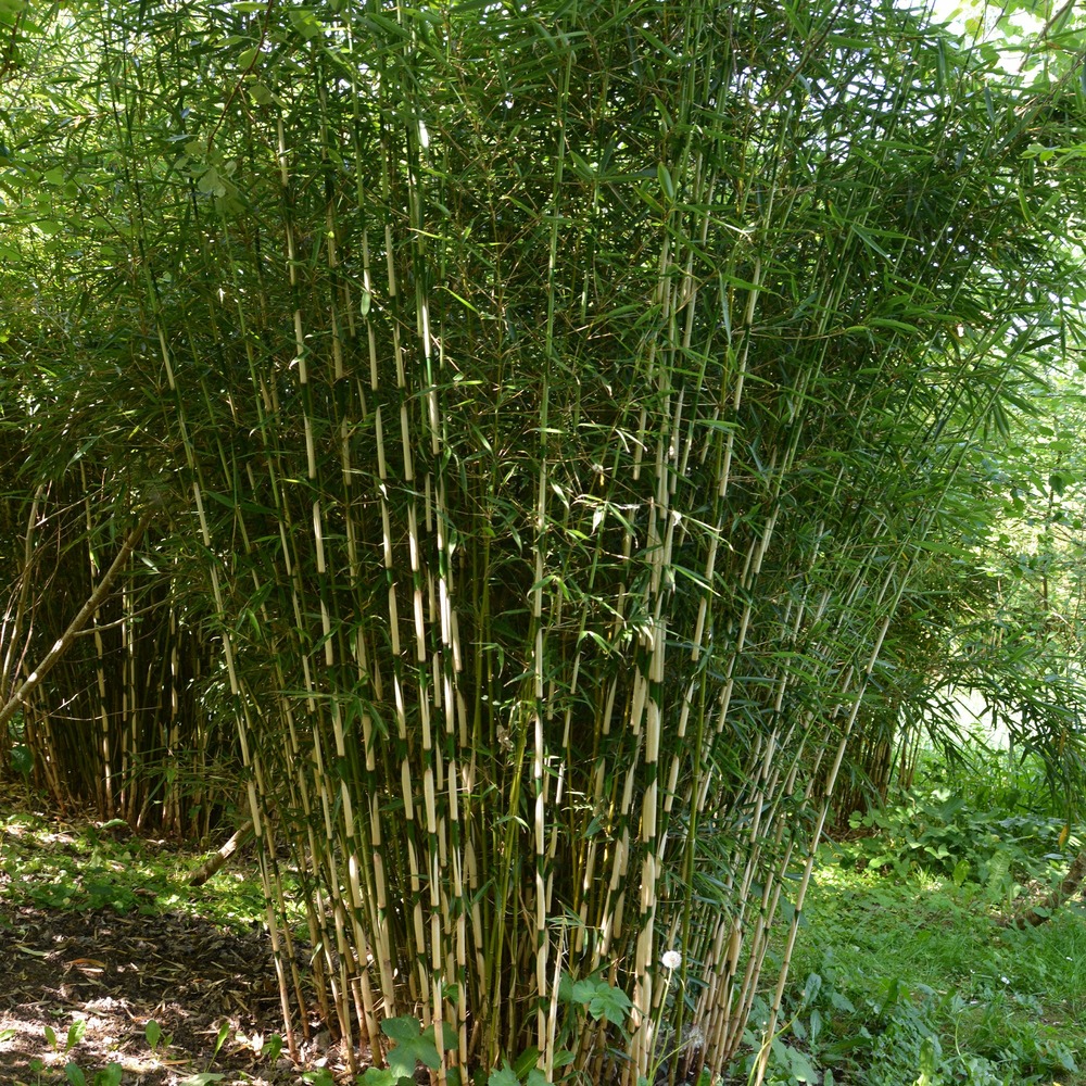 Bambou fargesia campbell non-traçant - le pot / 2l / hauteur livrée environ 40cm