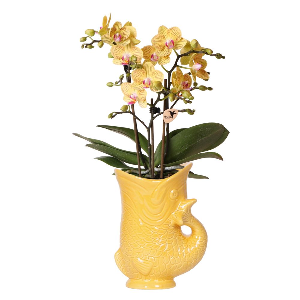 Orchidée phalaenopsis 'lima' jaune (phalaenopsis) - pot de 9cm - poisson blanc - plantes d'intérieur