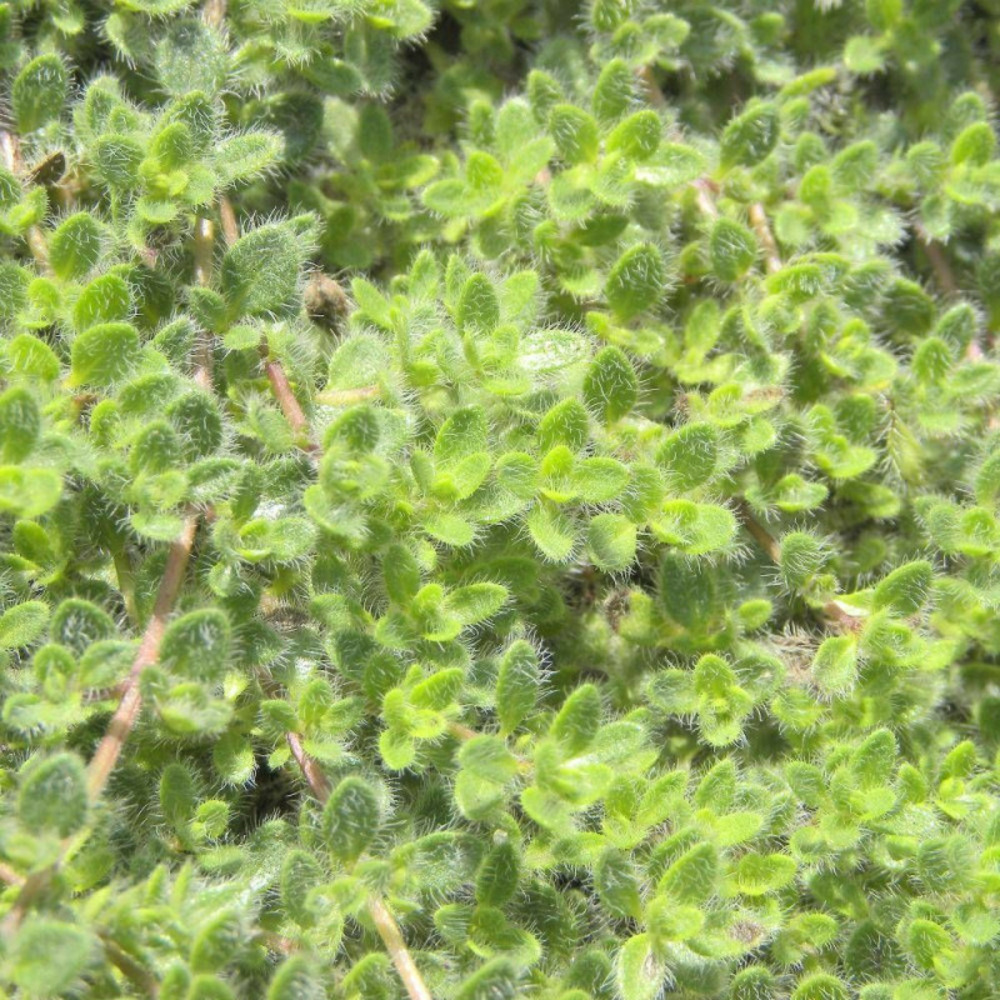 Thym précoce praecox pseudolanuginosus godet - 5/20 cm