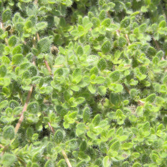Thym précoce pseudolanuginosus godet - 5/20 cm