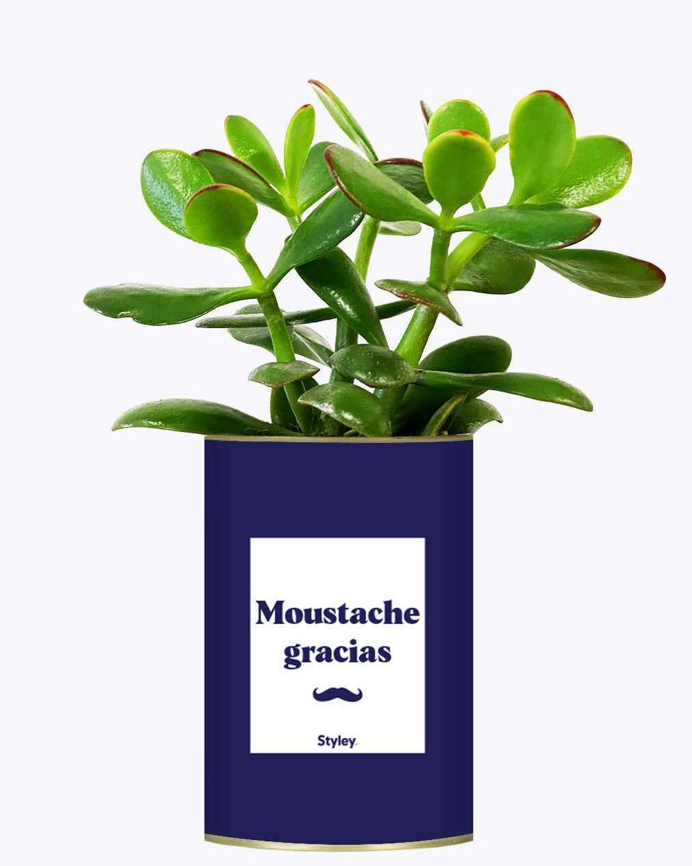 Idée cadeau - moustache gracias - cactus