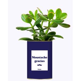 Idées cadeaux moustache gracias à acheter en ligne Idées cadeaux moustache gracias à acheter en ligne