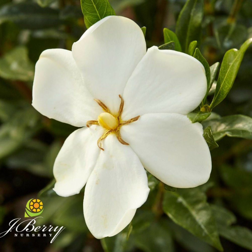 Gardenia sweet heart® 'ps-2013-3' pot de 1,5l - 20/50 cm