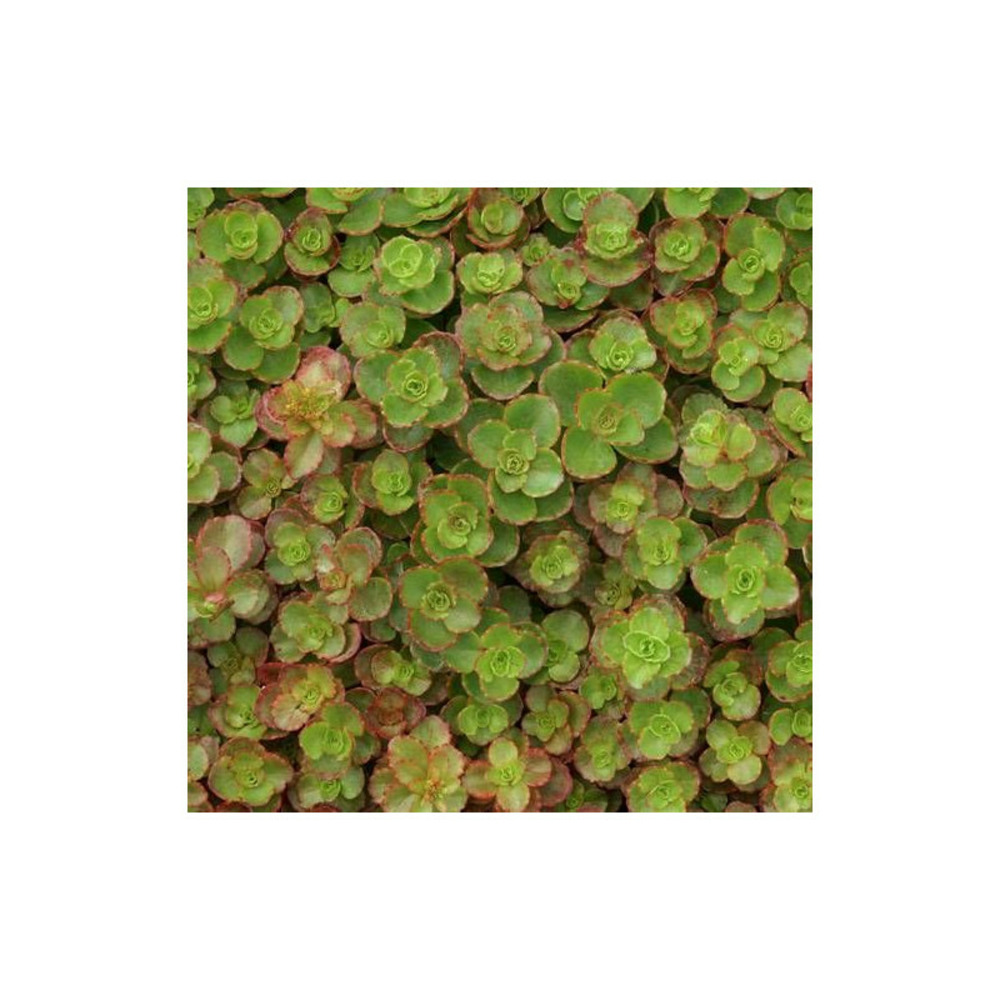 Orpin pourpre, sedum lot de 5 godets