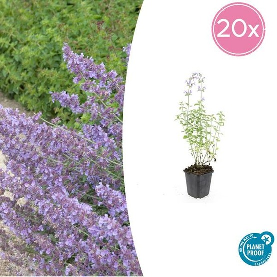 Cataire 'walker's low' x20 – entre 1,25 et 1,67m2