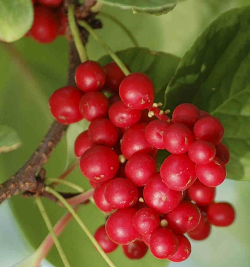 Schisandra grandiflora (baie aux 5 saveurs) pot de 1 litre - 50/60 cm