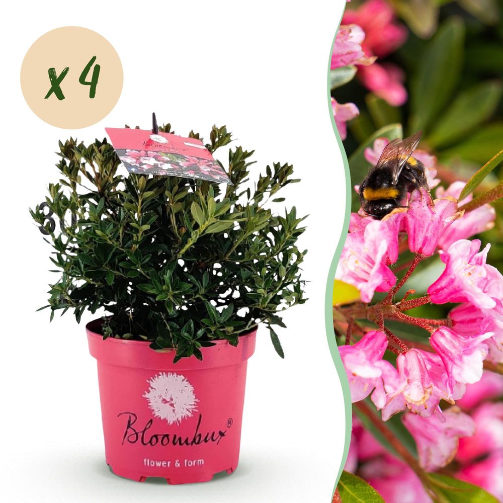 Rhododendron - lot de 4 - pot 17 cm - hauteur 40 cm