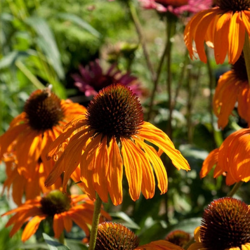 Rudbeckia pourpre 'tangerine dream' godet de 8/9 cm