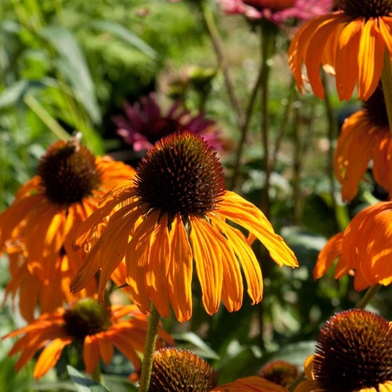 Rudbeckia pourpre 'tangerine dream' godet de 8/9 cm