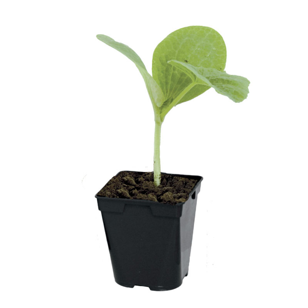 Plant de potimarron uchiki kuri f1 pot 0,5 l
