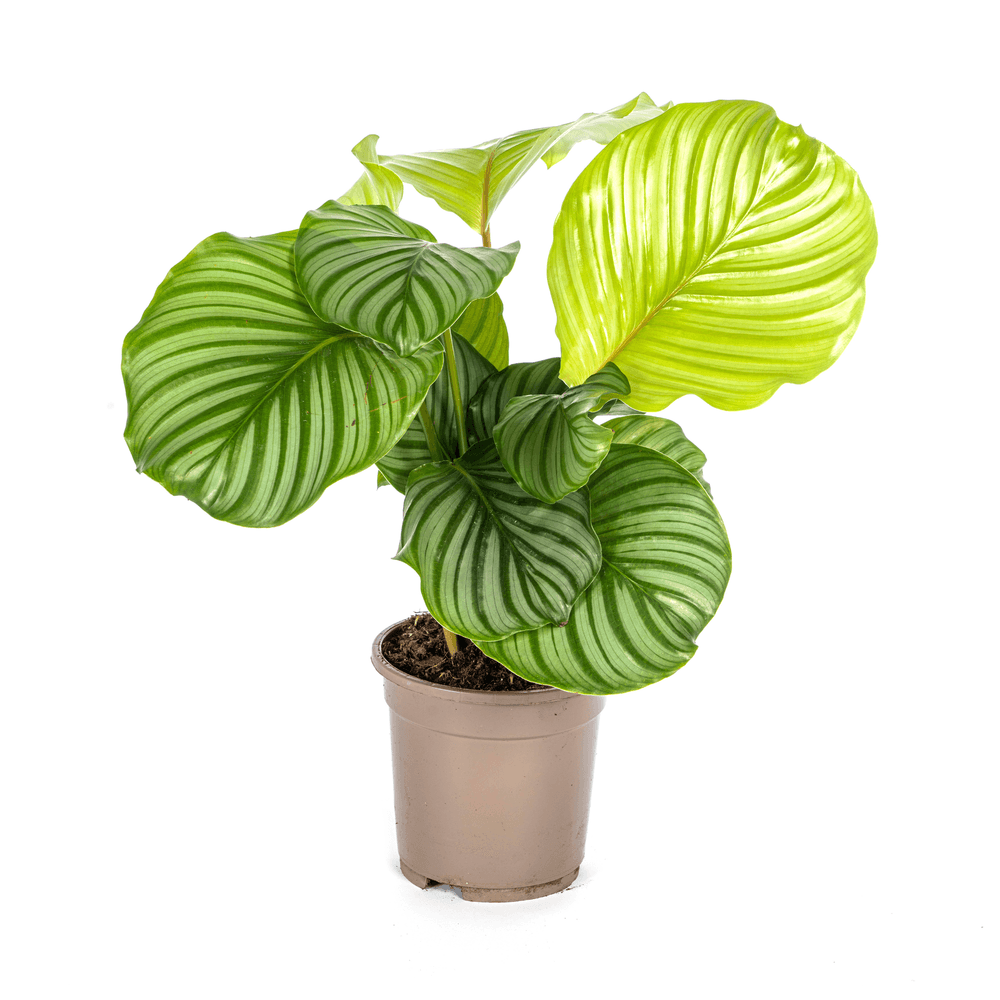 Calathea orbifolia ø17cm - ↕40 - 50cm - plantes d'intérieur