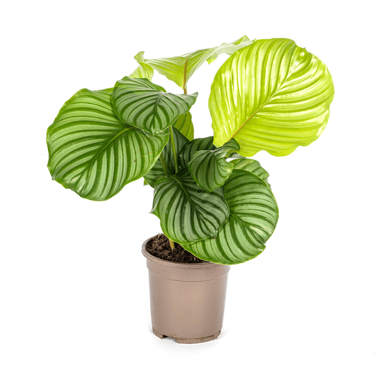 Calathea orbifolia ø17cm - ↕40 - 50cm - plantes d'intérieur