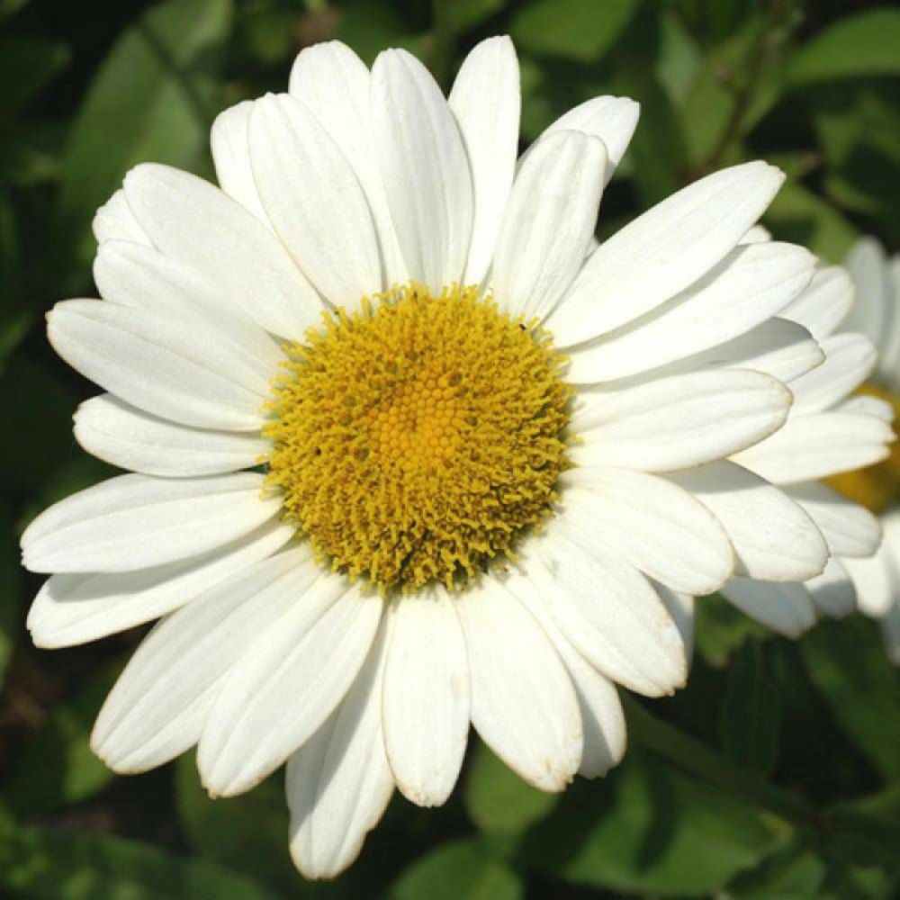 Marguerite d'été brightside godet - 5/20 cm