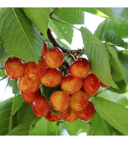 Prunus avium bigarreau napoleon - cerisier 120 cm en pot