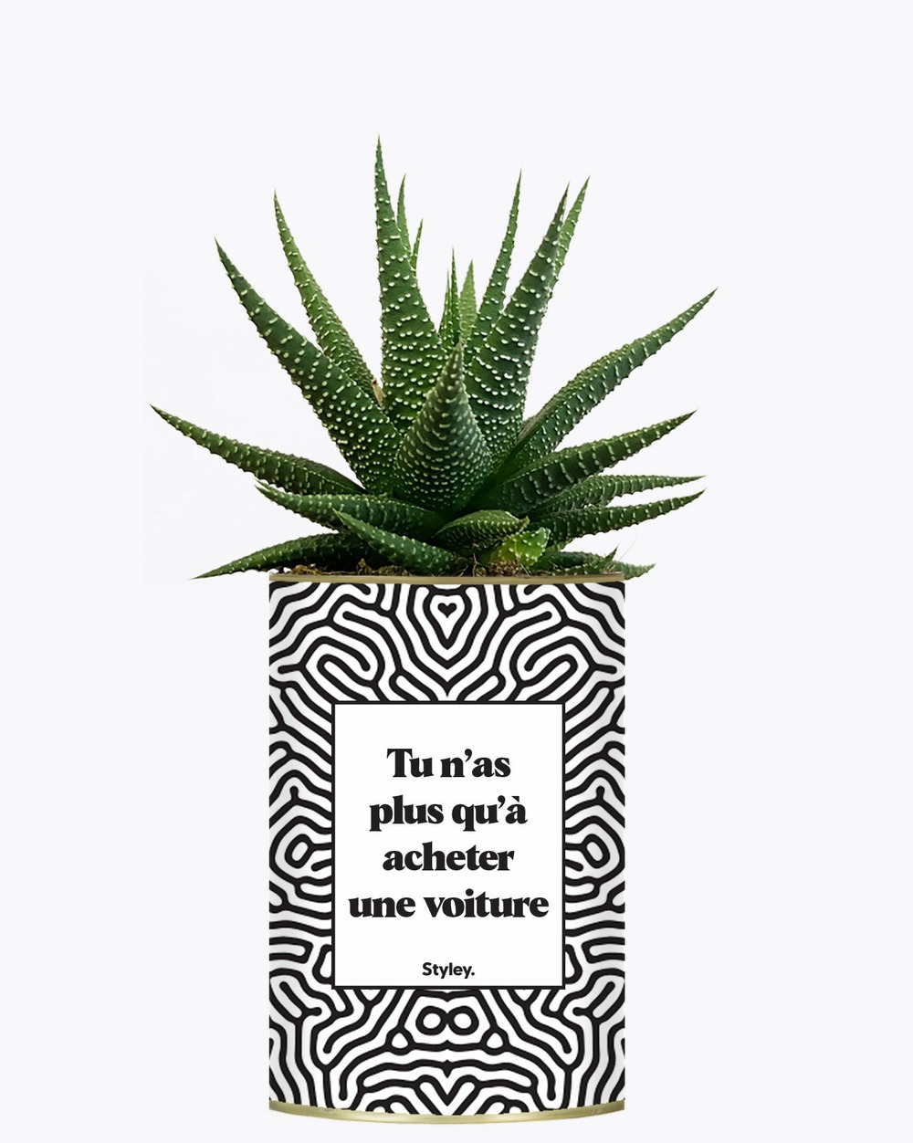 Plante personnalisée - tu n'as plus qu'à acheter une voiture - cactus
