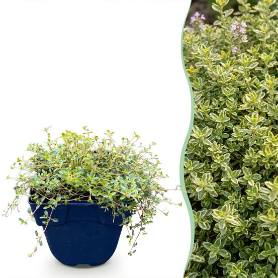 Thym citron sambesi - 6 plants - h 15-25 cm, pot ø11 cm