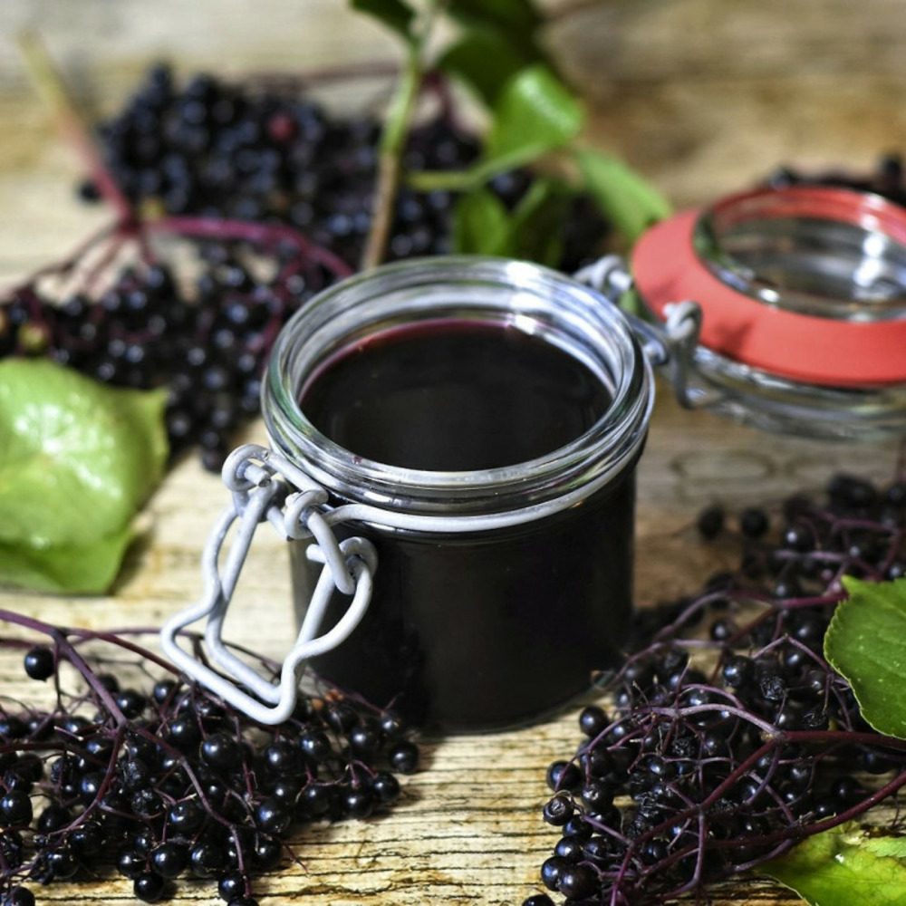 Sureau noir haidegg 17, sambucus godet - 5/20 cm