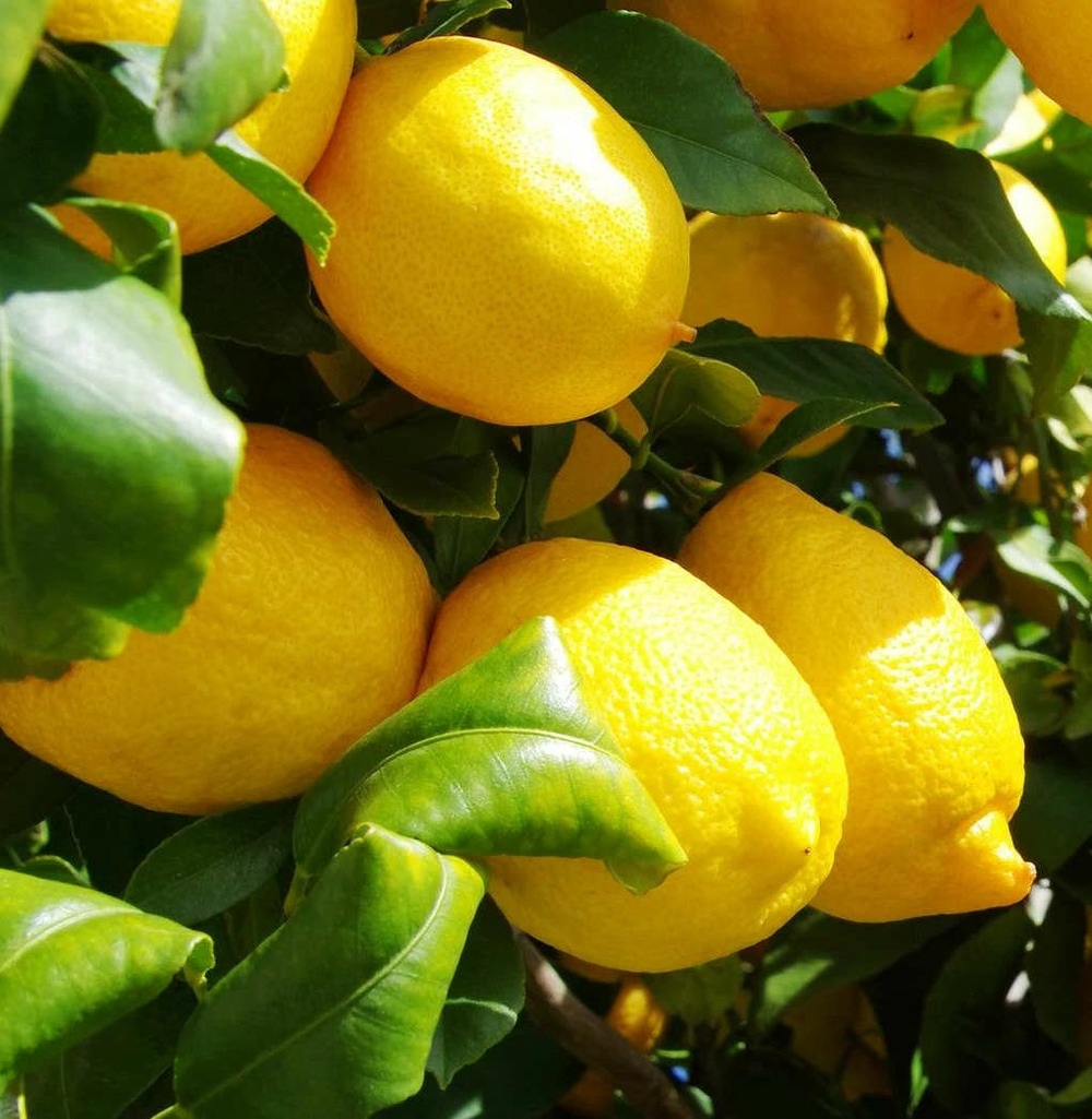 Citrus limon var eureka (citron toute l'année/ 4 saisons) pot de 10 litres ? 140/160 cm