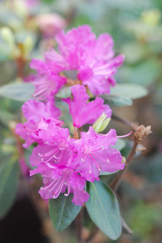 Rhododendron nain 'pjm regal' - en pot de 4 litres