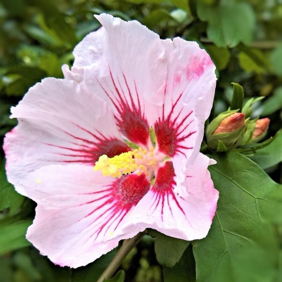 Hibiscus syriacus 'hamabo' (hibiscus syriacus 'hamabo')