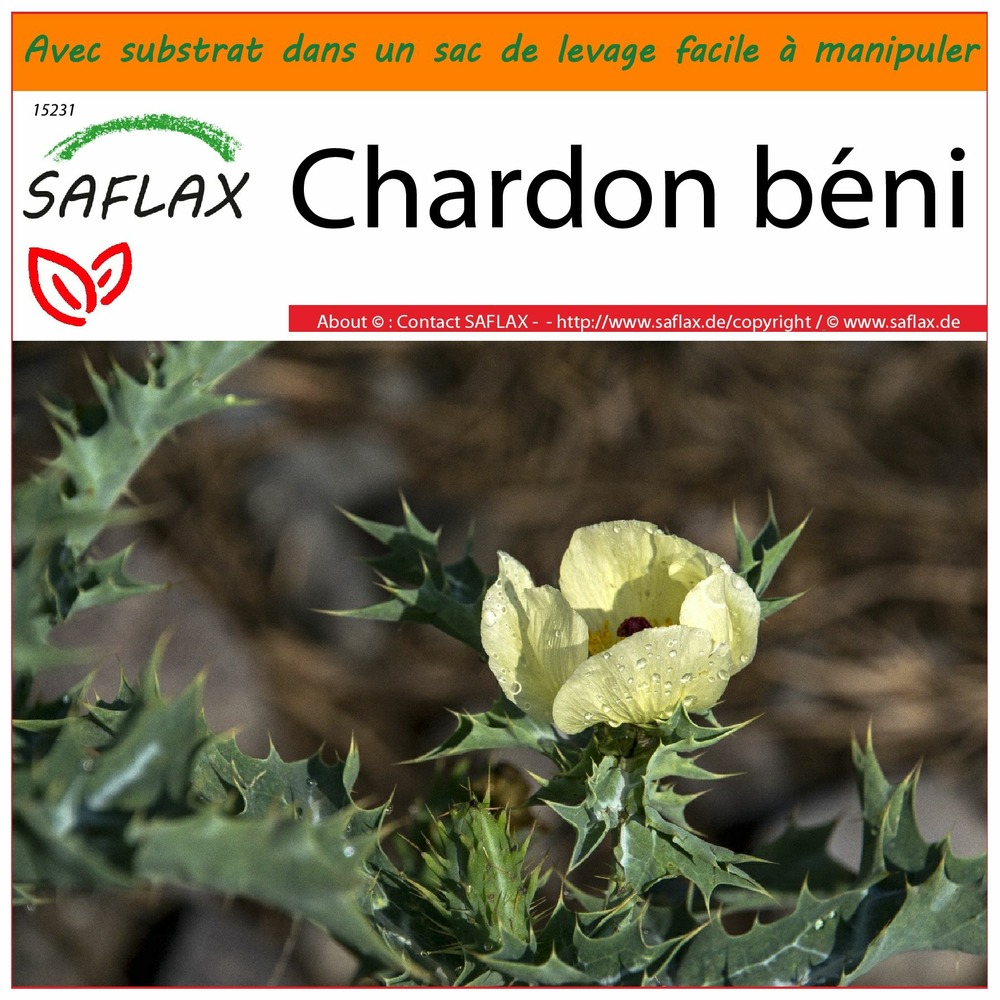 Garden in the bag - chardon béni - 50 graines - cnicus benedictus