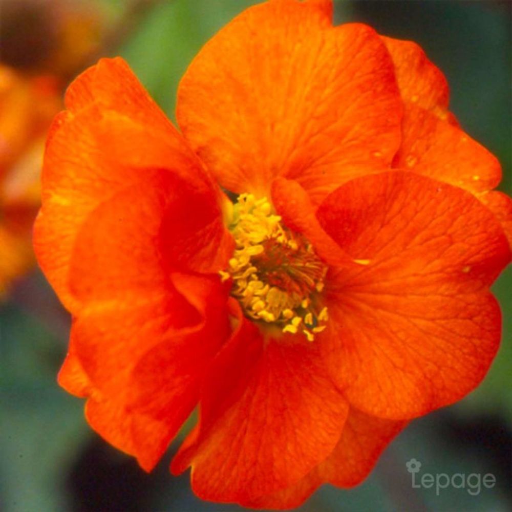 3 benoîtes 'fire opal' (geum 'fire opal')