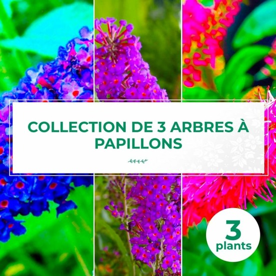 Collection 3 arbres à papillons (buddleia davidii)
