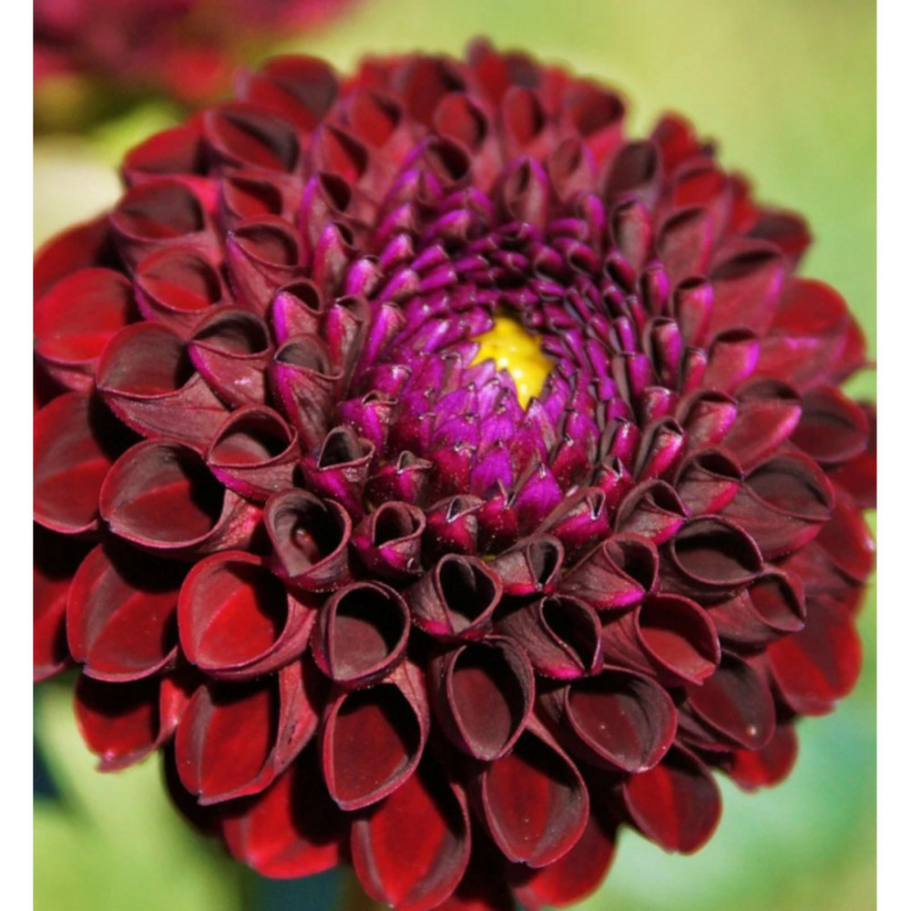 Bulbe de dahlia balle faro sachet de 1 bulbe