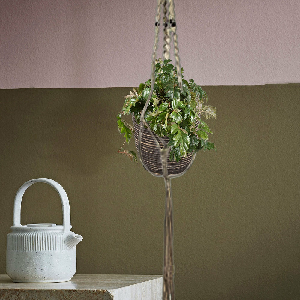 Cissus ellen danica - le pot / ø 17cm / hauteur livrée 40-50cm