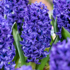 Hyacinthus blue trophy - 20x bulbes de jacinthes rustiques - bulbes à floraison précoce pour le jardin